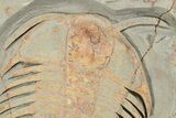 New, Undescribed Cheirurid Trilobite - Fezouata Formation #356943-2